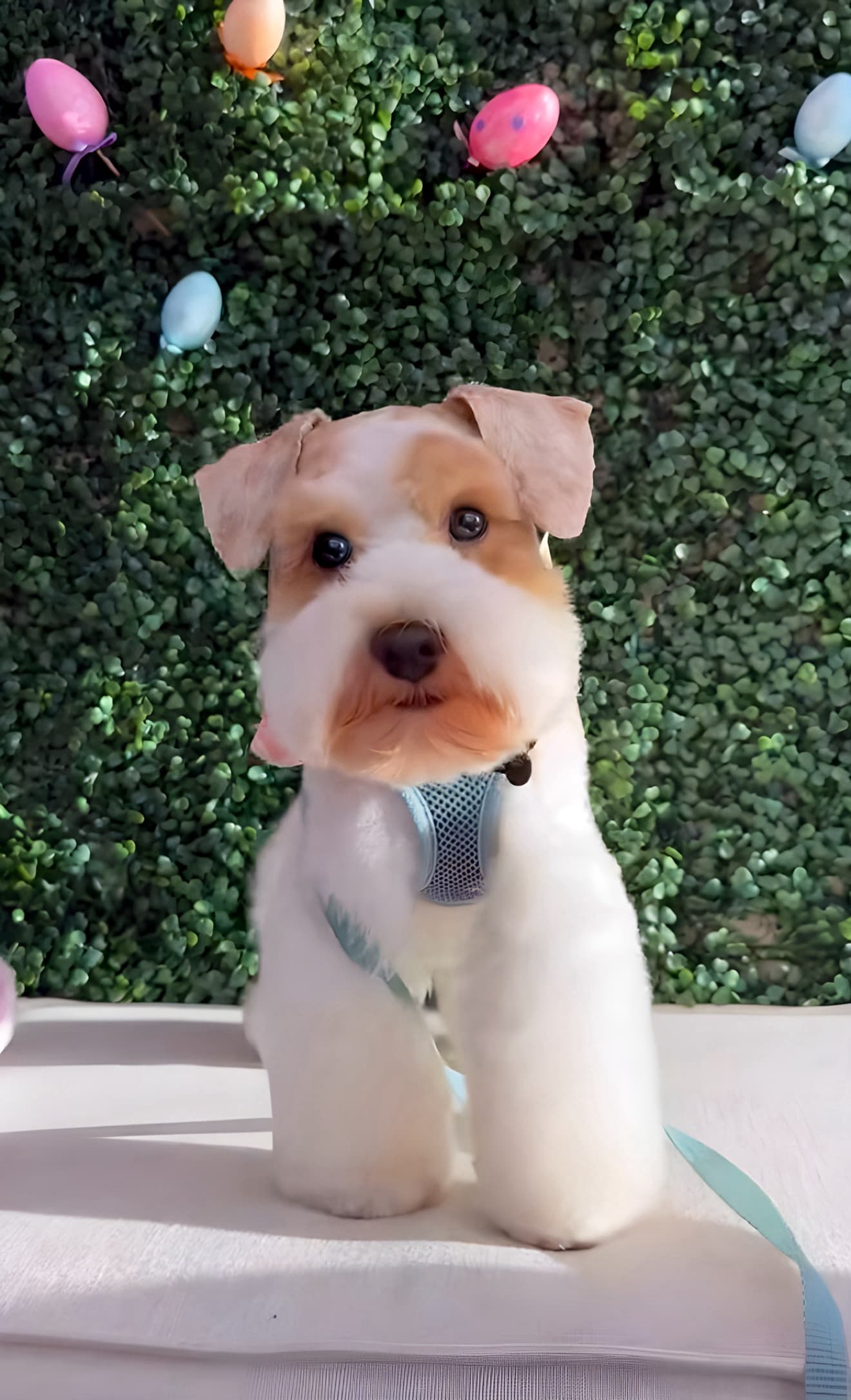 Woof Gang Bakery & Grooming South Tampa