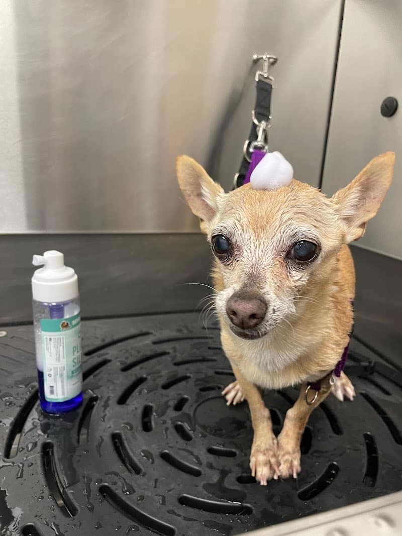Woofpak Bakery & Dog Grooming photo 2