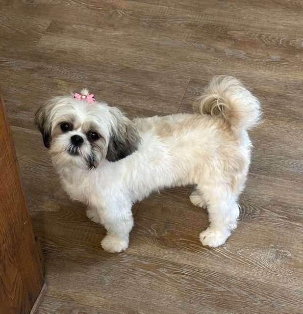 Yappy Dog Pet Grooming - Portland OR