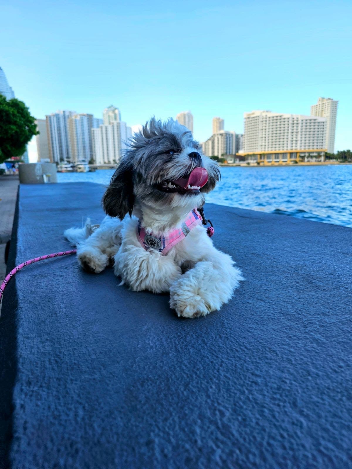 Your Miami Walker
