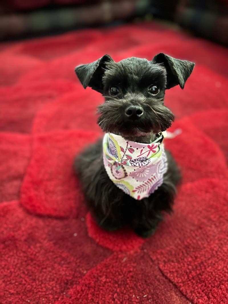 Yuko's Dog Grooming