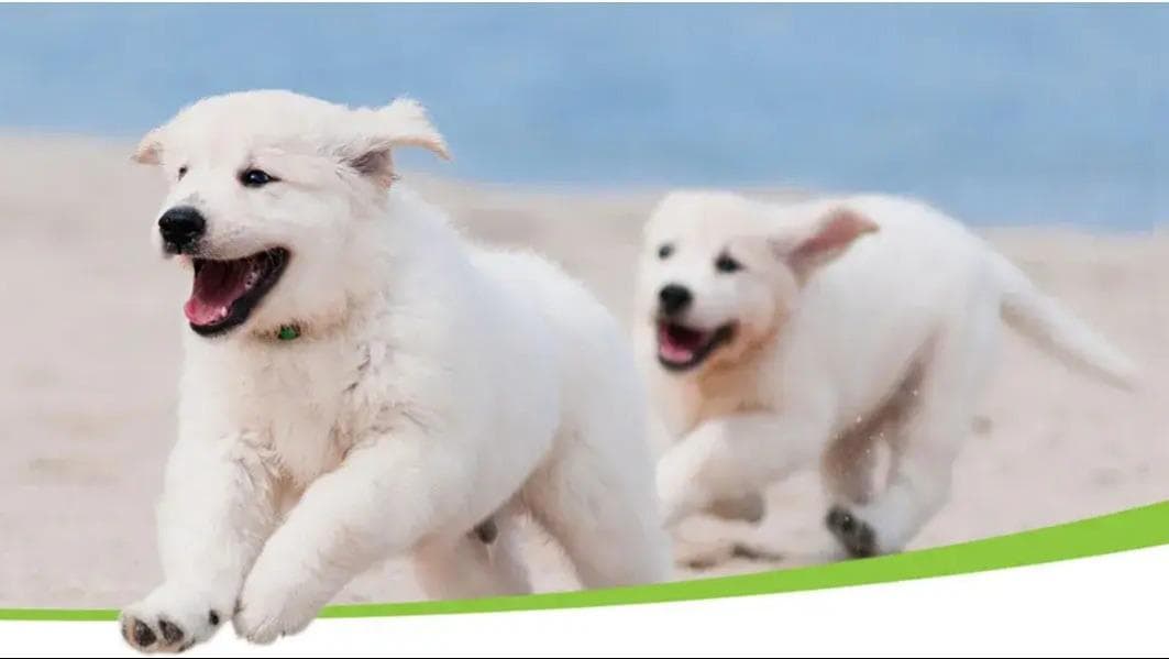 Zen Dog Training