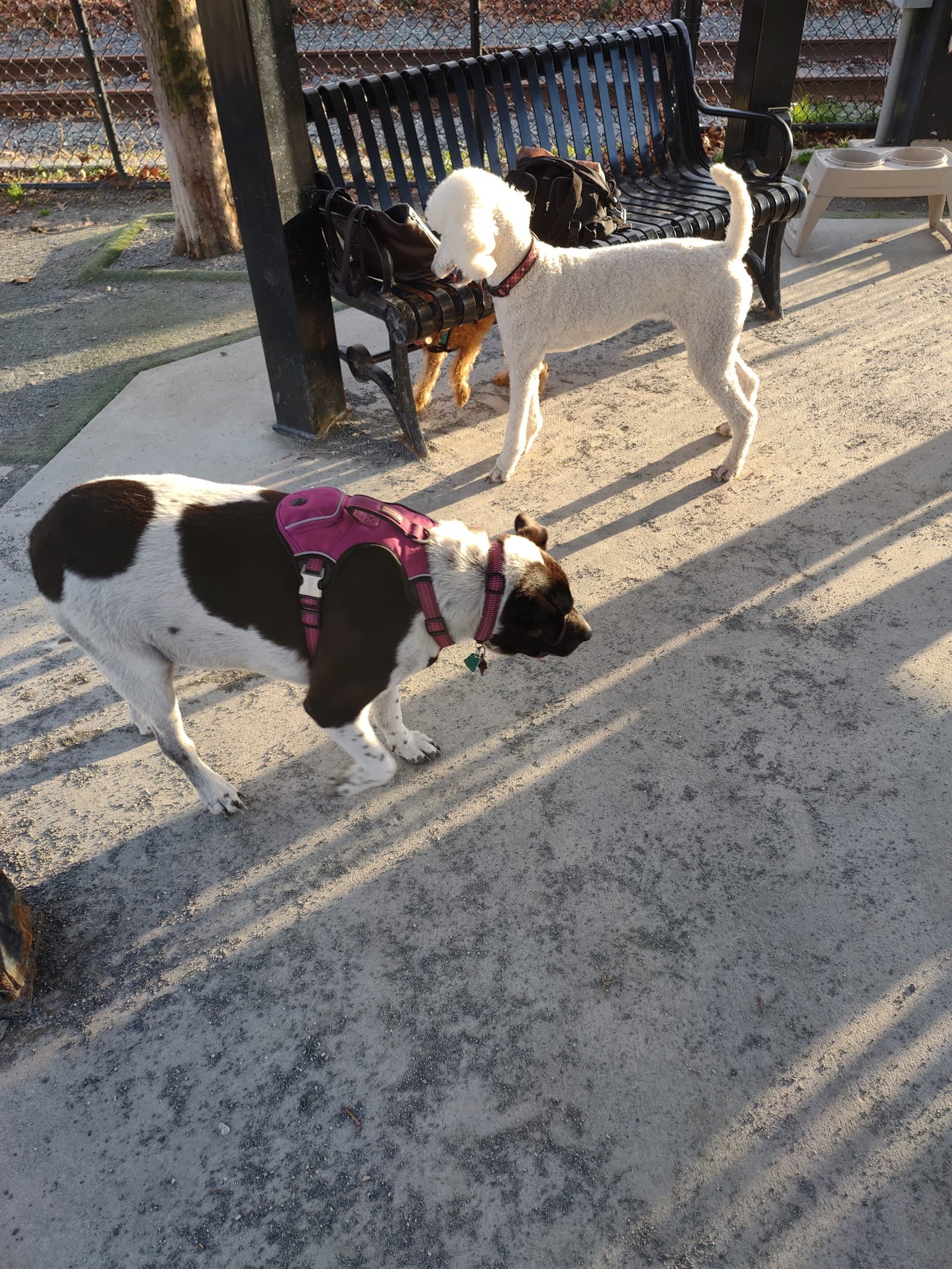 Zero New Washington Dog Park