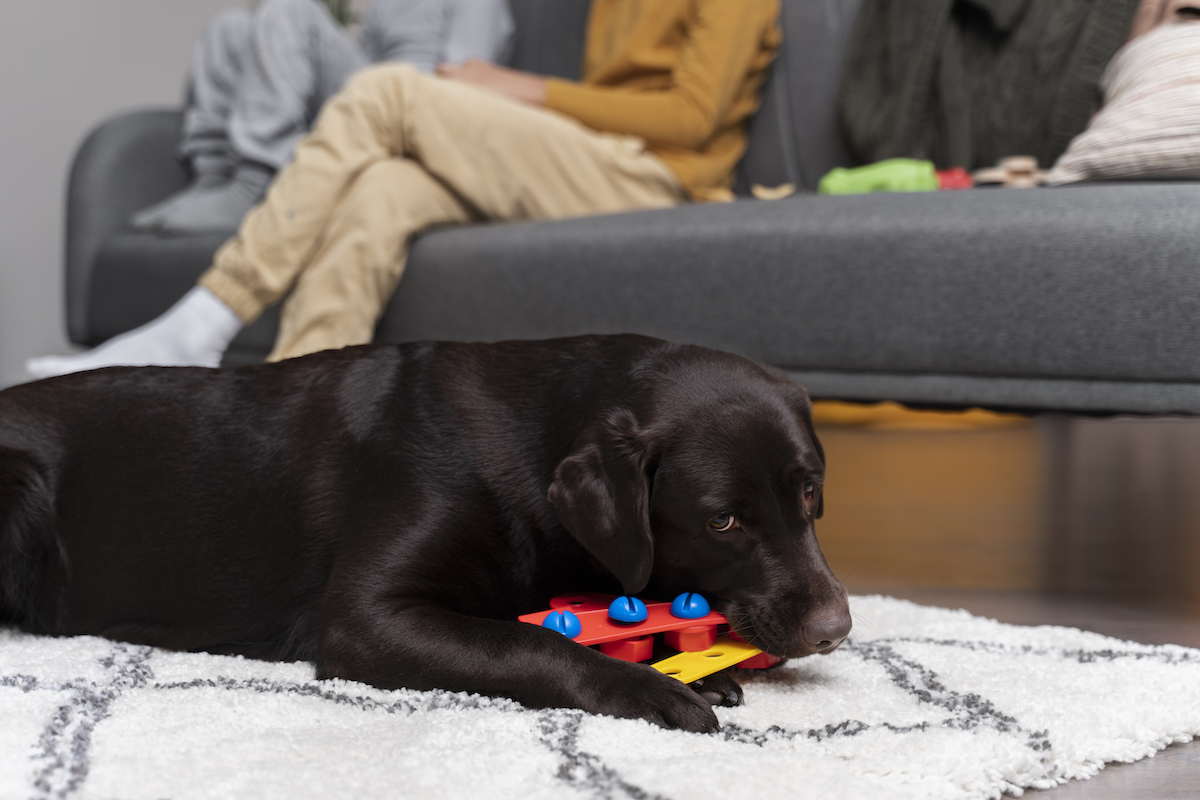3 Favorite Interactive Dog Toys To Beat Doggy Boredom