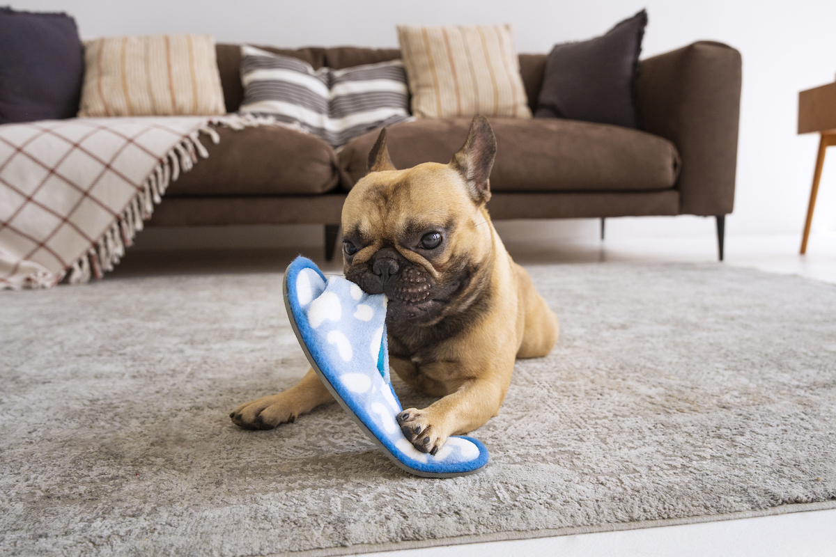 7 Reasons Why You Should Use Puppy Puzzle Toys