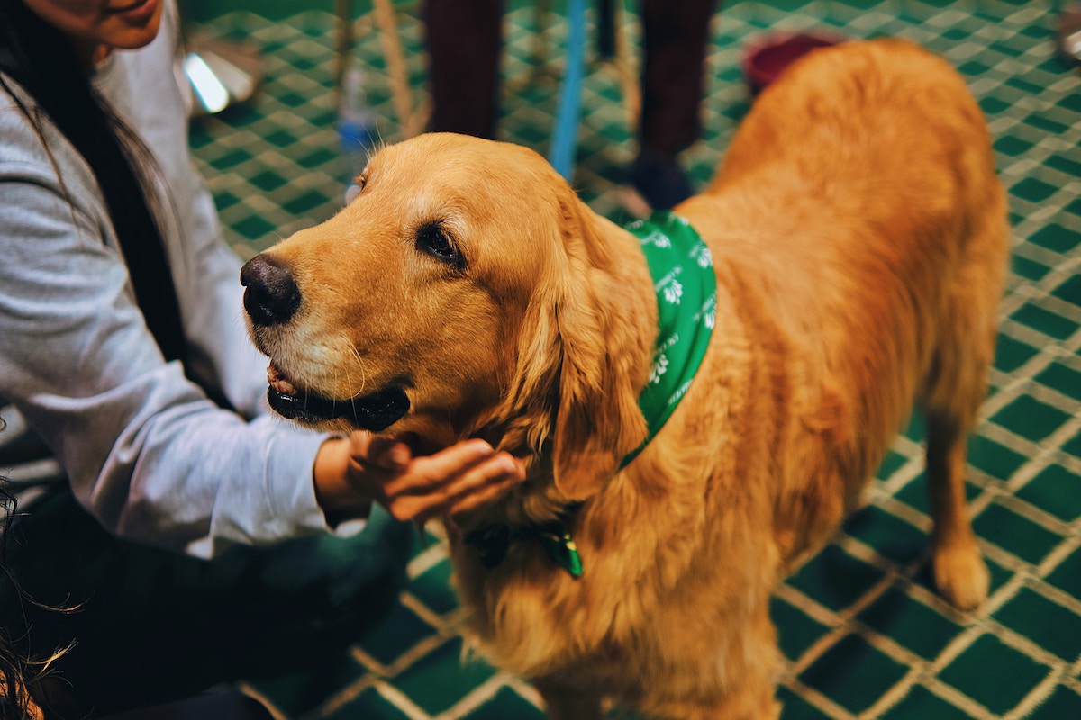 Guide Dogs of America seeks volunteers to train puppies