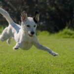 white dog jumping