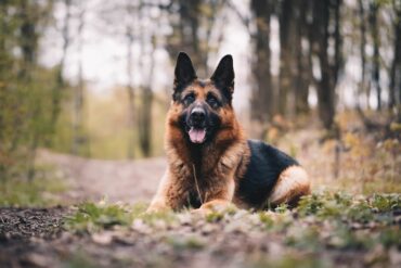 German shepherds: Smart loyal dogs that need constant exercise