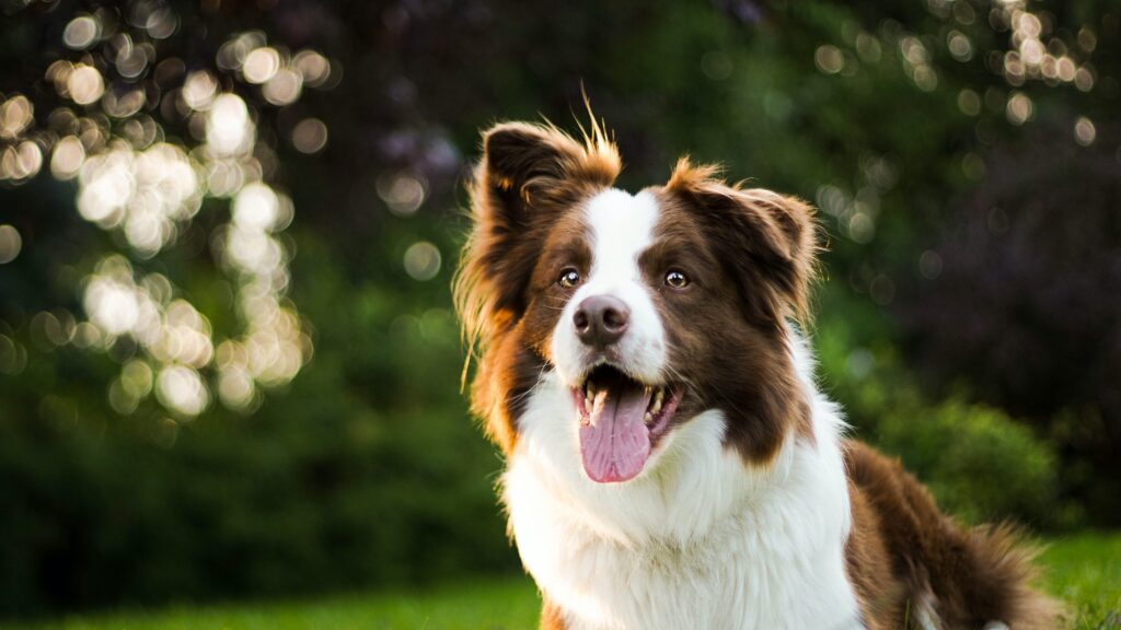 Border collies: High-energy, smart dogs that need lots of exercise