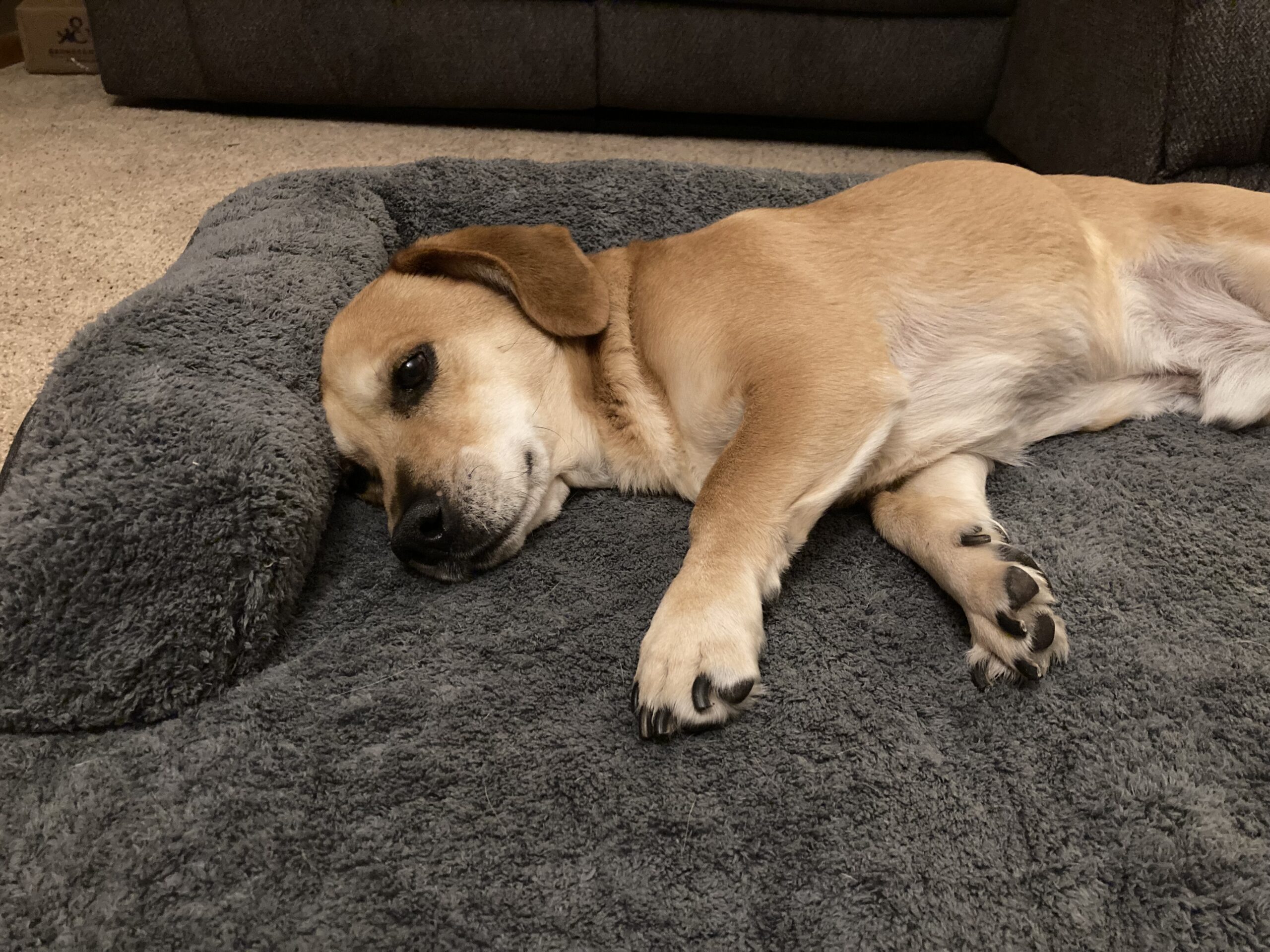 Ultrasoft Squishmallows Dog Bed Review - Sidewalk Dog