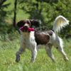 dog running with toy