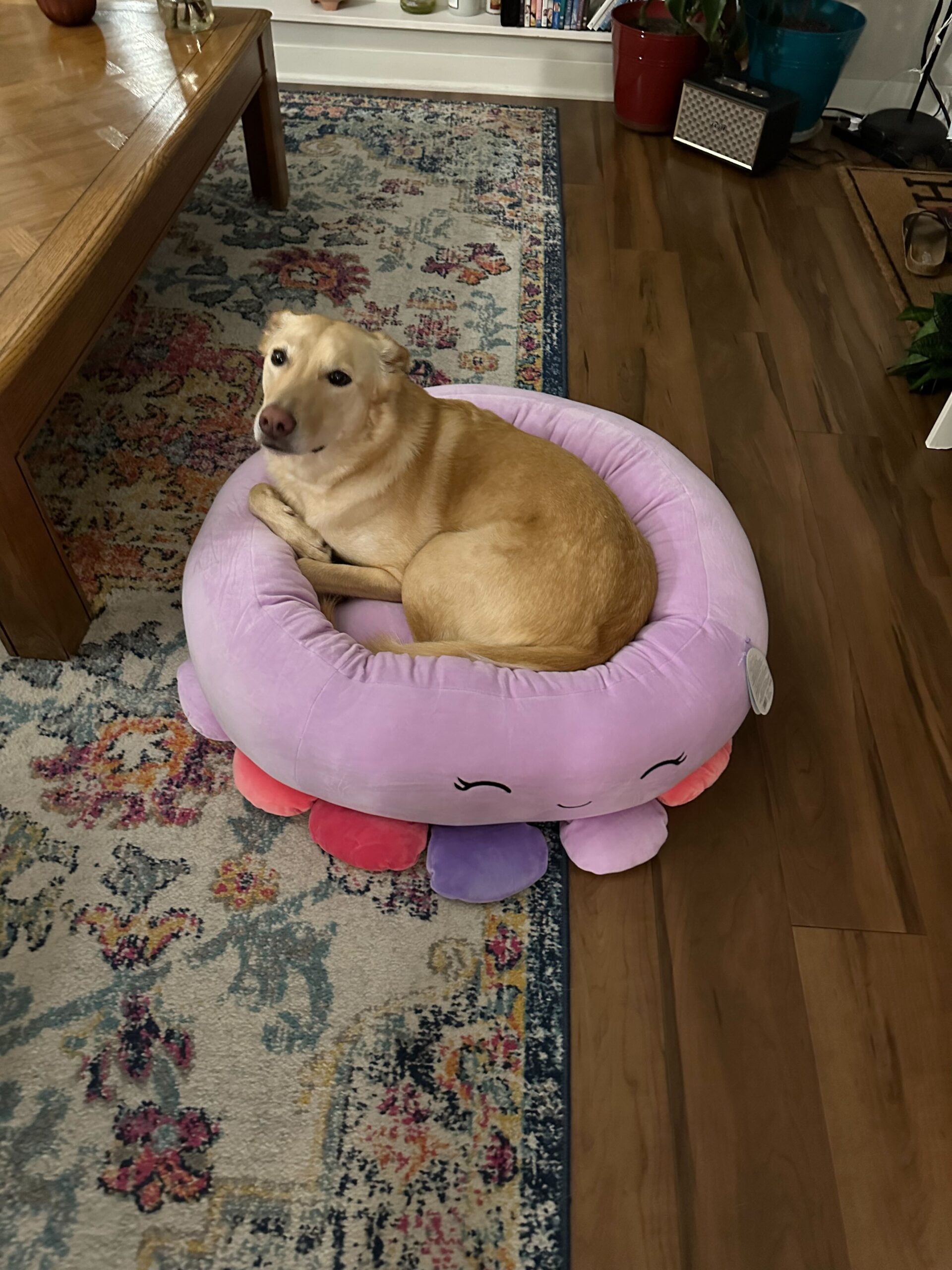 Squishmallows has launched pet beds on