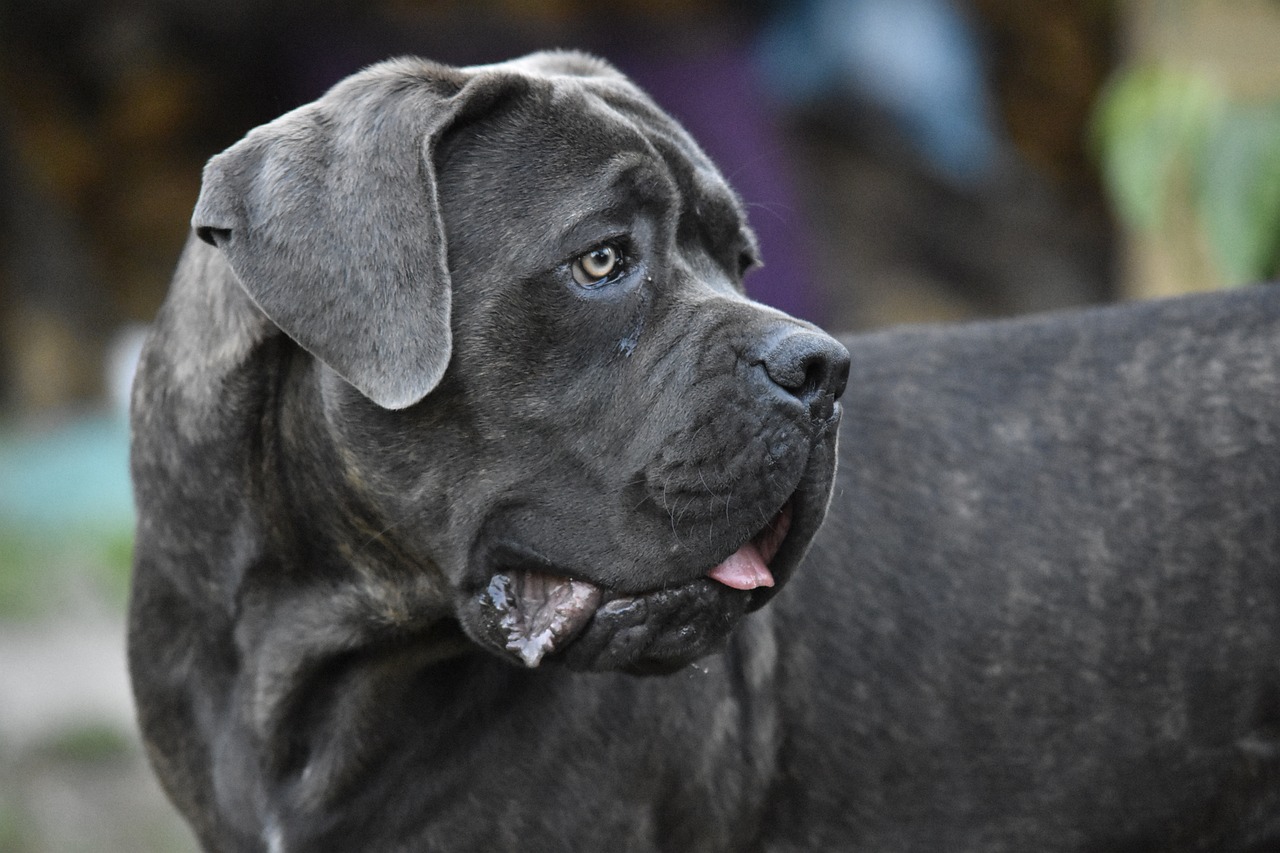 Cane Corso Dog Personality Traits & Facts