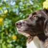 brown and white dog posing in front of yellow flowers