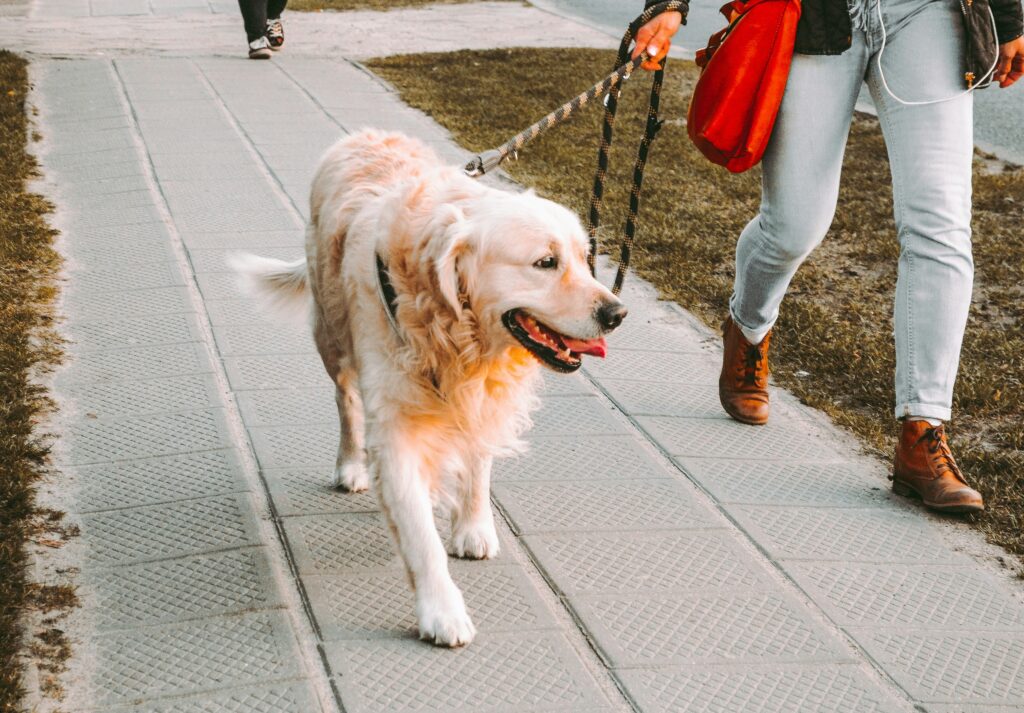 dog being walked by his owner