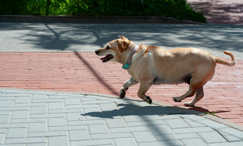 dog running outside