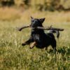 Dogs Chewing on Sticks